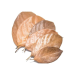 Big Jackfriut Leaves