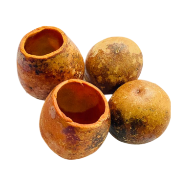 Avocado Seed Pods for Aquariums, Terrariums, and Vivariums - 3 pieces