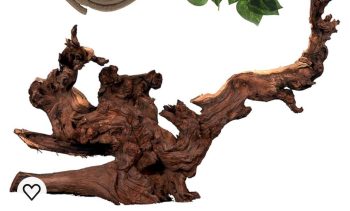 Driftwood for Terrariums and Habitat Decoration