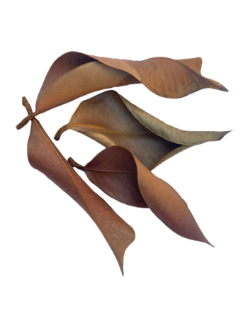 Mangosteen Leaves for Aquariums, Terrariums, and Vivariums - 12 Leaves