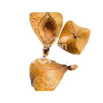 Sea Mango Seed Pods for Aquariums, Terrariums, and Vivariums  - 2 pieces