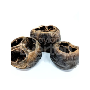 Palm Pods for Aquariums, Terrariums, and Vivariums - 1 pieces