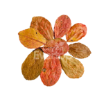 Veralu Leaves for Aquariums, Terrariums, and Vivariums - 12 Leaves