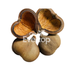 Thelembu Pods and Seeds for Aquariums, Terrariums, and Vivariums - 2 pieces