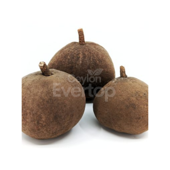 Sal Gedi Pods and Seeds for Aquariums, Terrariums, and Vivariums - 01 Piece