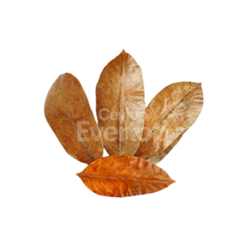 Mangrove Leaves for Aquariums, Terrariums, and Vivariums - 12 Leaves