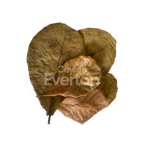 Catappa Leaves for Aquariums, Terrariums, and Vivariums - 12 Leaves