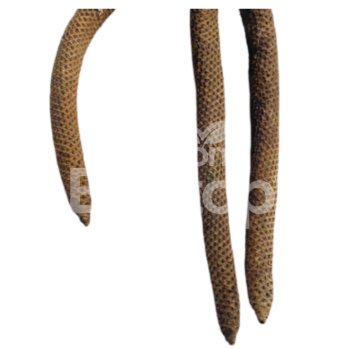 Palmyrah Male Flower Stems for Aquariums, Terrariums, and Vivariums -  02 pieces