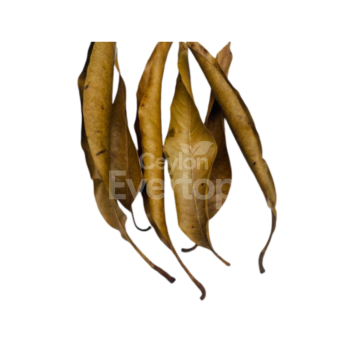 Mango Leaves for Aquariums, Terrariums, and Vivariums - 12 Leaves