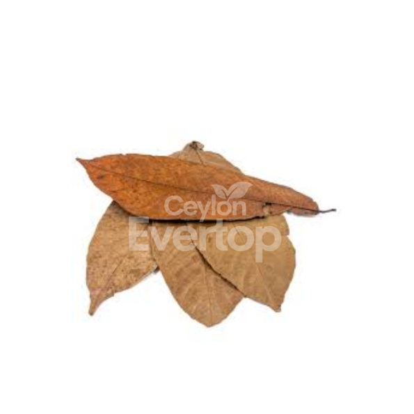 Cocoa Leaves for Aquariums, Terrariums, and Vivariums - 12 Leaves