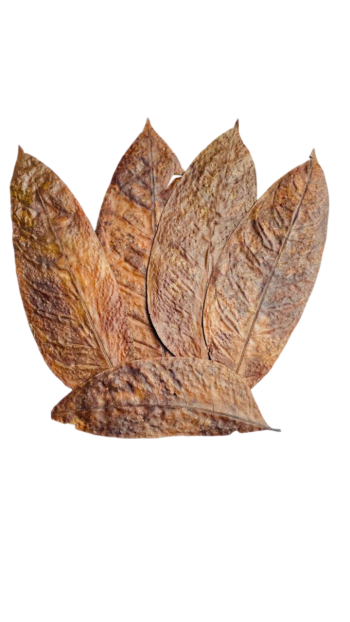 Jambu Leaves for Aquariums, Terrariums, and Vivariums - 12 Leaves