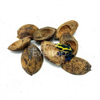 Beetle Husk Pods for Aquariums, Terrariums, and Vivariums - 08 pieces