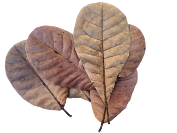 Cashew Leaves for Aquariums, Terrariums, and Vivariums - 12 Leaves