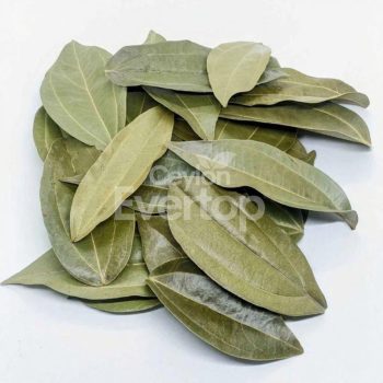 Cinnamon Leaves for Aquariums, Terrariums, and Vivariums - 12 Leaves