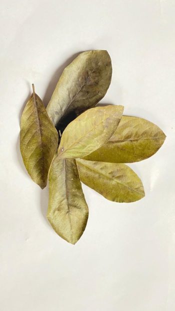 Guava Leaves for Aquariums, Terrariums, and Vivariums - 12 Leaves