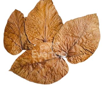 Halmilla Leaves for Aquariums, Terrariums, and Vivariums - 12 Leaves