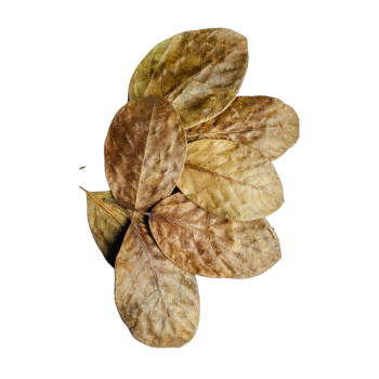Jackfruit Leaves for Aquariums, Terrariums, and Vivariums - 12 Leaves
