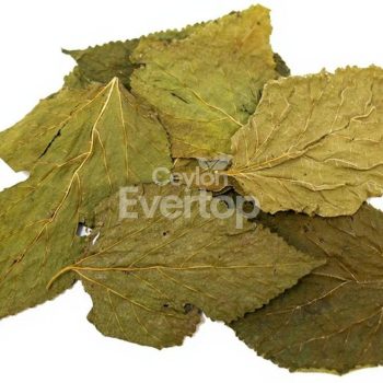 Mulberry Leaves for Aquariums, Terrariums, and Vivariums - 12 Leaves