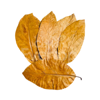 Avocado Leaves for Aquariums, Terrariums, and Vivariums - 12 leaves