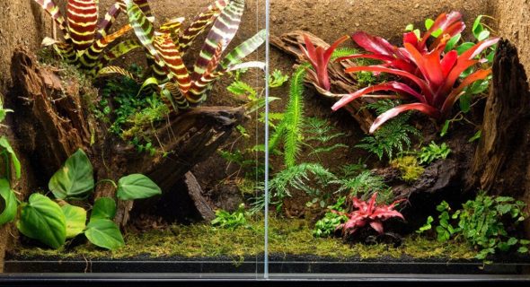 Transform Your Space with Nature’s Charm: A Guide to Decorative Wonders