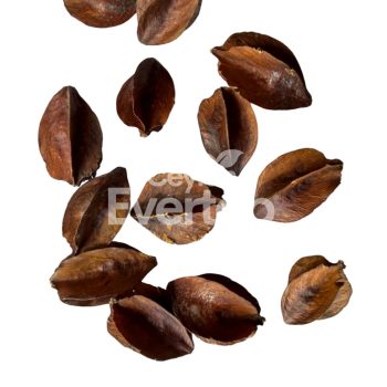 Kumbuk Pods for Aquariums,Terrariums and Vivariums - 12 pieces