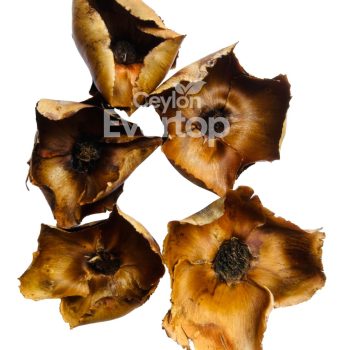 Palmyrah Baby Head Pods for Aquariums,Terarriums and Vivariums - 4 pieces