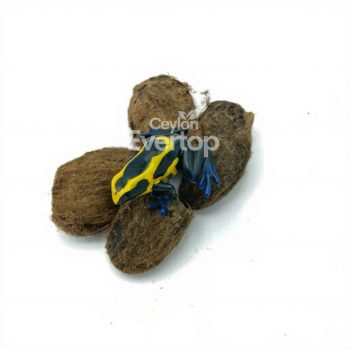 Mango Seeds Pods for Aquariums,Terarriums and Vivariums - 4 pieces