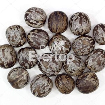 Rubber Seeds for Aquariums,Terrariums and Vivariums - 20 pieces