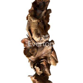 Palm inflorescence for Aquarims,Terarriums and Vivarriums - 01 pieces