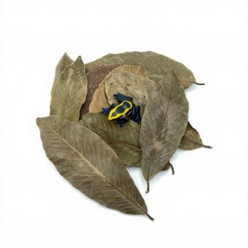 Katakela leaves for Aquariums,Terarriums and Vivariums - 12 pieces