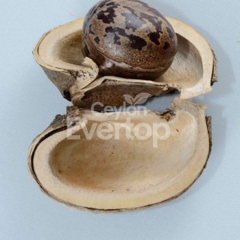 Rubber Seed Pods For Aquariums,Terarriums and Vivariums - 12 pieces